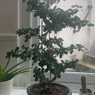 A demonstration photo of placement a bonsai from the Carmona species