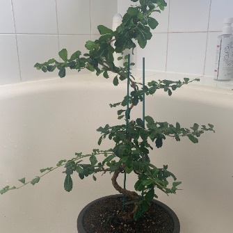 A demonstration photo of fertilizing a bonsai from the Carmona species