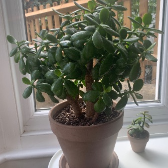 A demonstration photo of placement a bonsai from the Jade species
