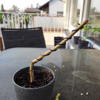 A demonstration photo of pruning a bonsai from the Flame Tree species