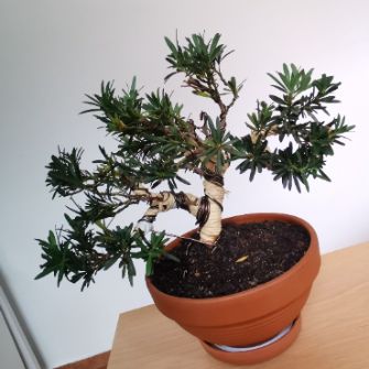 An exemplary photo of a Chinese Yew bonsai