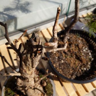 A demonstration photo of fertilizing a bonsai from the Ginkgo species