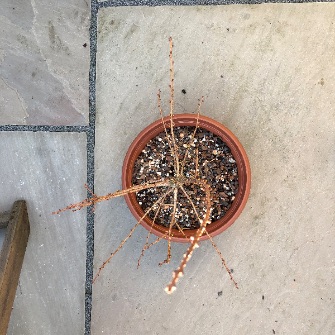 A demonstration photo of repotting a bonsai from the Larch species