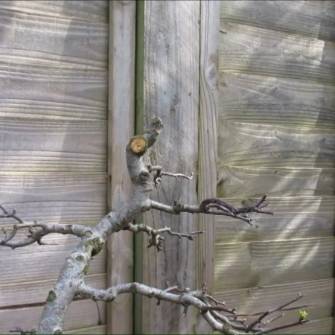 A demonstration photo of fertilizing a bonsai from the Hawthorn species