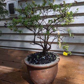 A demonstration photo of repotting a bonsai from the Potentilla species