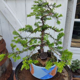 An exemplary photo of a Yew bonsai