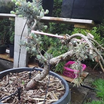 A demonstration photo of pruning a bonsai from the Spruce species