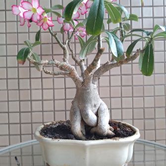 An exemplary photo of a Adenium bonsai
