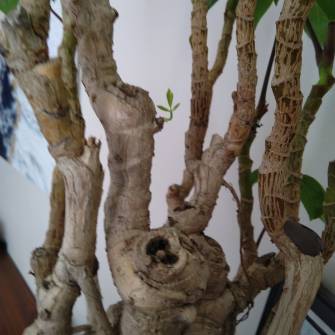 A demonstration photo of placement a bonsai from the Umbrella Tree species