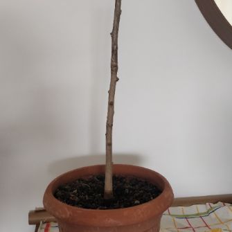 A demonstration photo of pruning a bonsai from the Ginkgo species