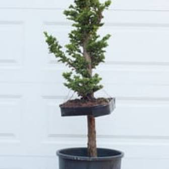 A demonstration photo of repotting a bonsai from the Japanese Cedar species