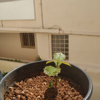 A demonstration photo of repotting a bonsai from the Horse chestnut species