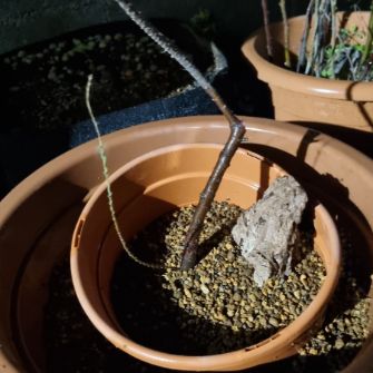 An exemplary photo of a Tamarix bonsai