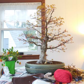 A demonstration photo of pruning a bonsai from the Japanese maple species