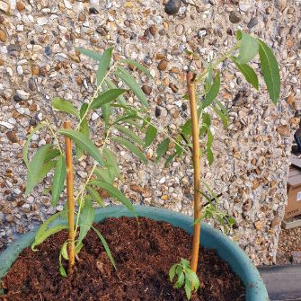 A demonstration photo of placement a bonsai from the Weeping Willow species