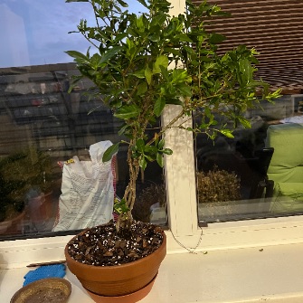 A demonstration photo of repotting a bonsai from the Gardenia species