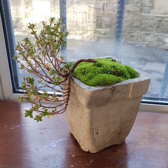 An exemplary photo of a Thyme bonsai