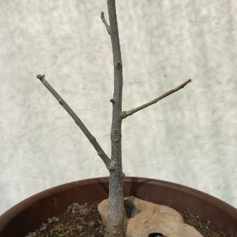 An exemplary photo of a Baobab bonsai