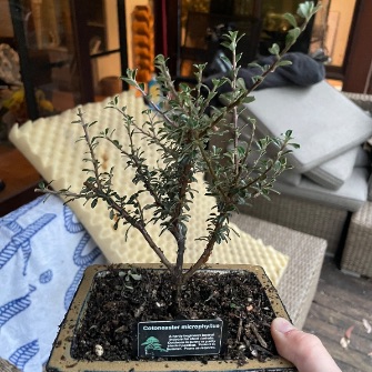 A demonstration photo of watering a bonsai from the Cotoneaster species