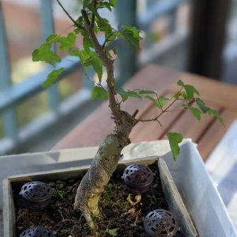 A demonstration photo of pruning a bonsai from the Trident maple species