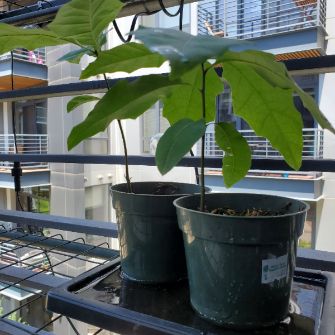A demonstration photo of placement a bonsai from the Oak species