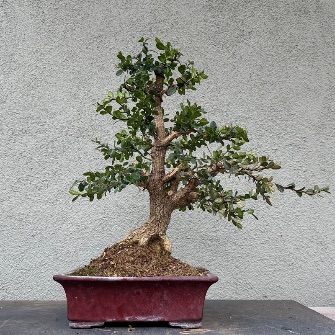 A demonstration photo of pruning a bonsai from the Buxus species
