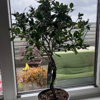 A demonstration photo of fertilizing a bonsai from the Gardenia species
