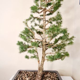 A demonstration photo of fertilizing a bonsai from the Spruce species