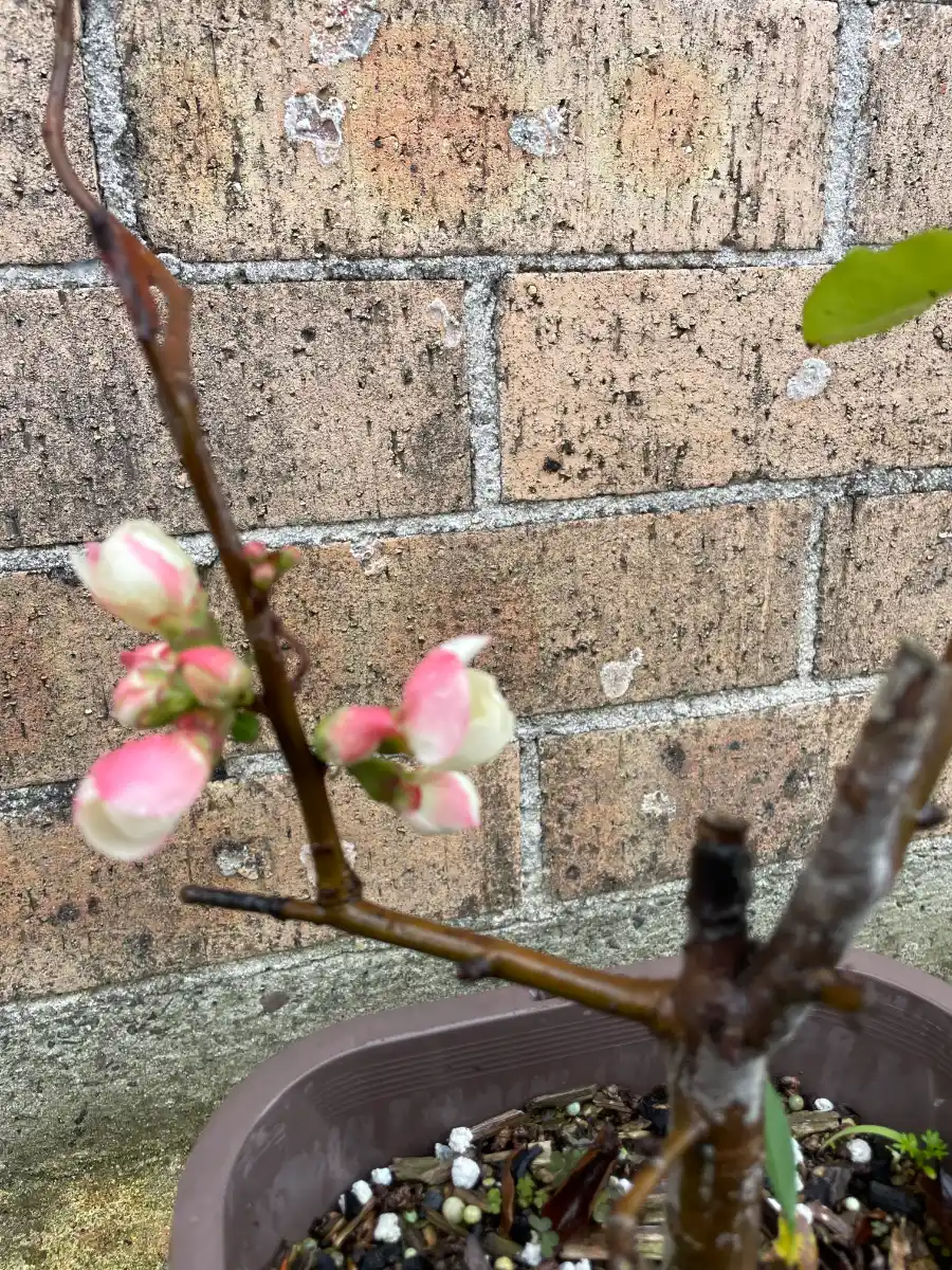 Flowering Quince