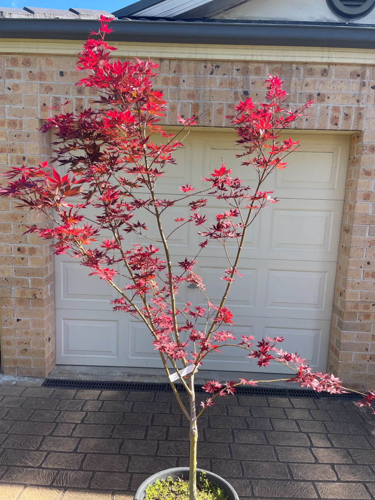 홍단풍 나무 (Trompenburg Japanese Maple)