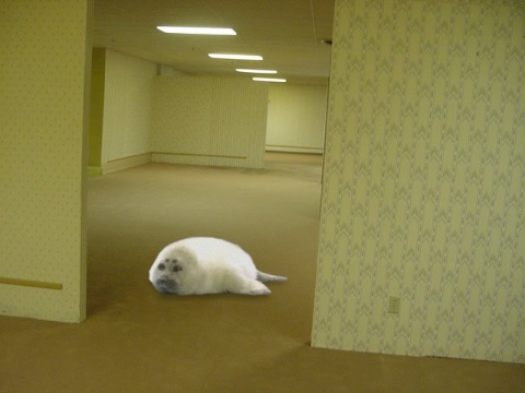 본다이 독방 구해요!!