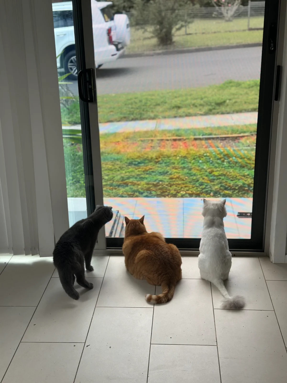 어밍턴 Ermington 쉐어하실분 구합니다 독방 총 2개 가능합니다 !