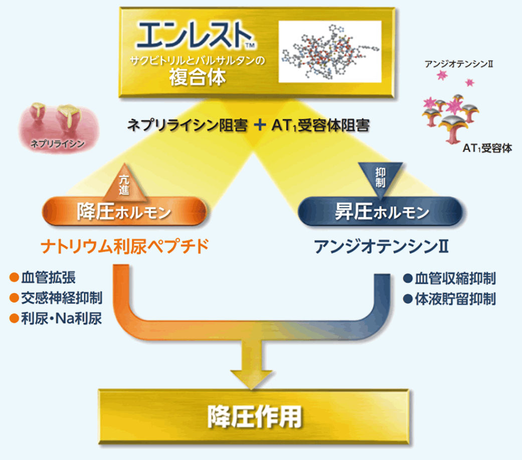 5分で分かる！高血圧診療の新たな選択肢 ｢エンレスト®︎｣ 