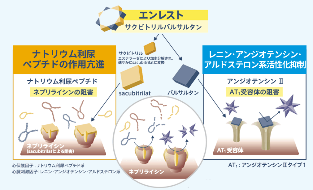 慢性心不全患者における「エンレスト®︎」という選択肢 ー2つの作用を有する単一の複合体ー