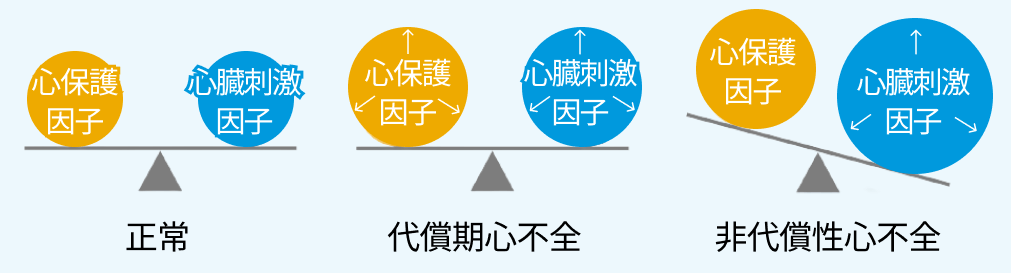 慢性心不全患者における「エンレスト®︎」という選択肢 ー2つの作用を有する単一の複合体ー