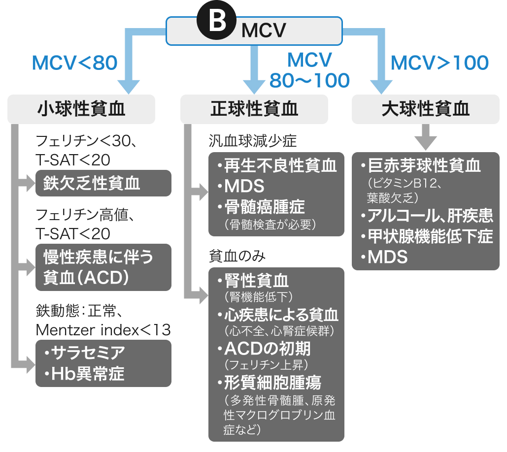 【もう迷わない！】貧血マネジメント③「MCVによる鑑別総論」(聖路加藤野先生)