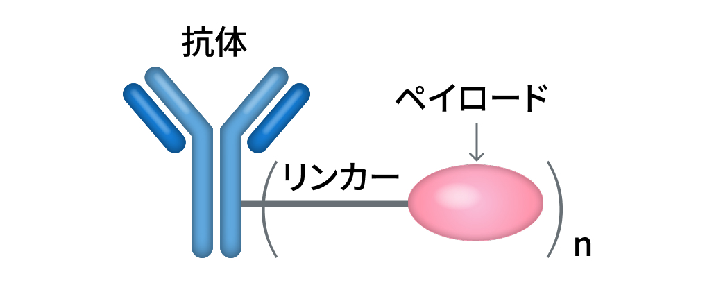 【最新解説】婦人科癌で注目されるADCは？