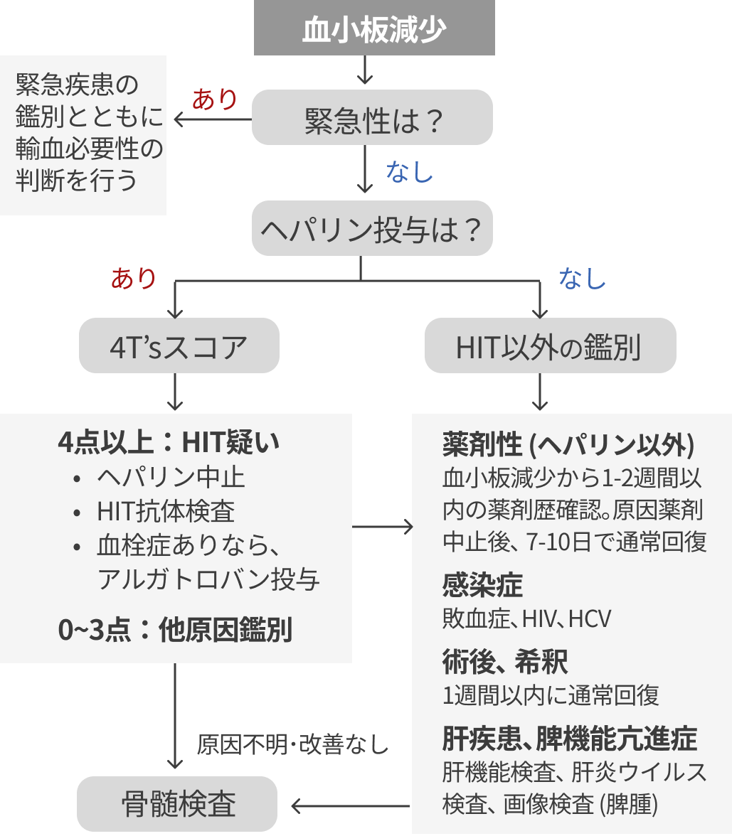 【第4回】もう怖くない！血小板減少のマネジメント (聖路加 藤野先生)