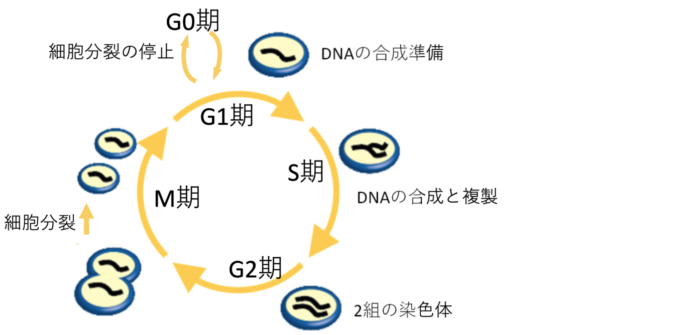 【JSMO教育セミナー】殺細胞性抗がん剤の種類 (藤原豊)