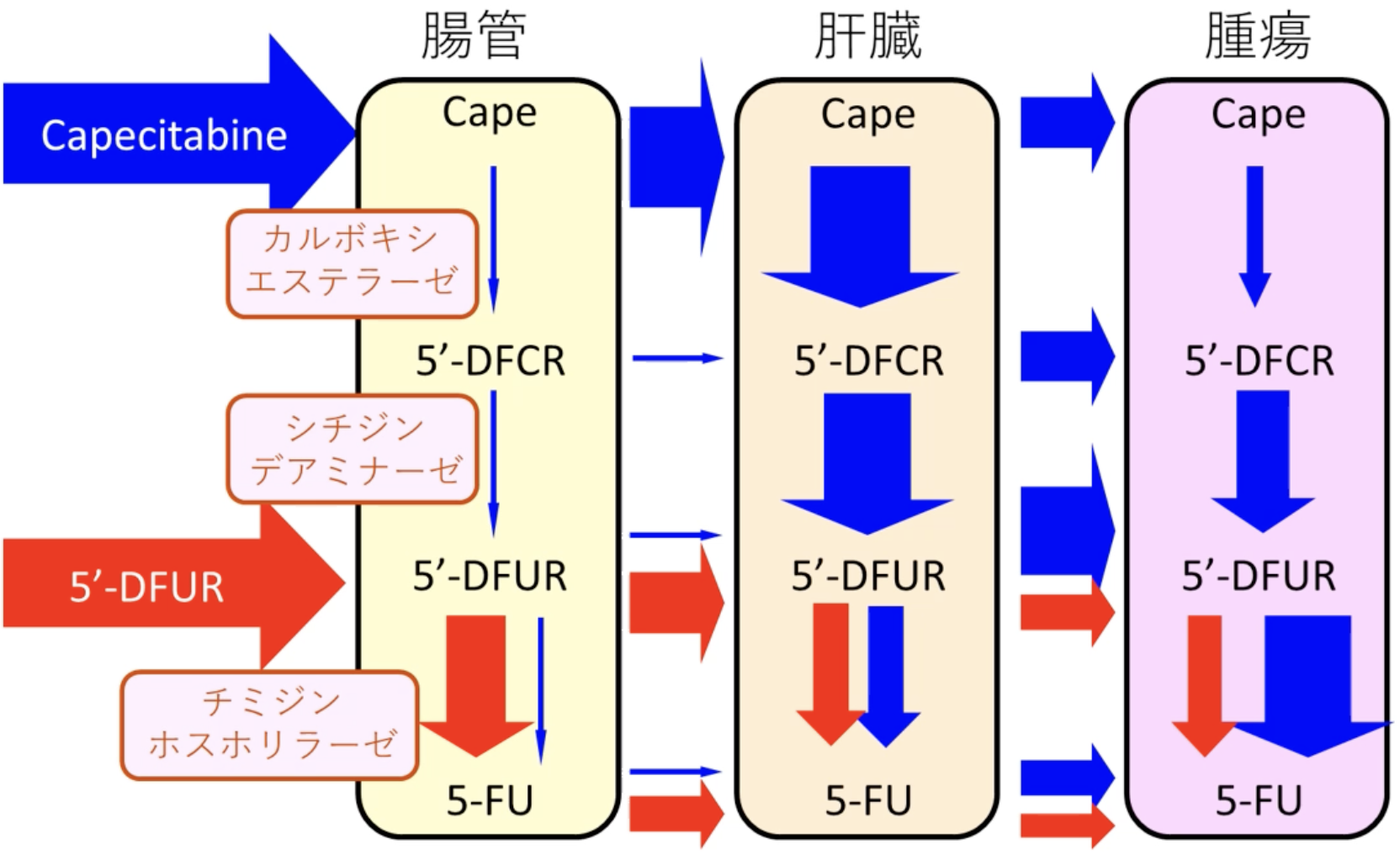 【JSMO教育セミナー】殺細胞性抗がん剤の種類 (藤原豊)