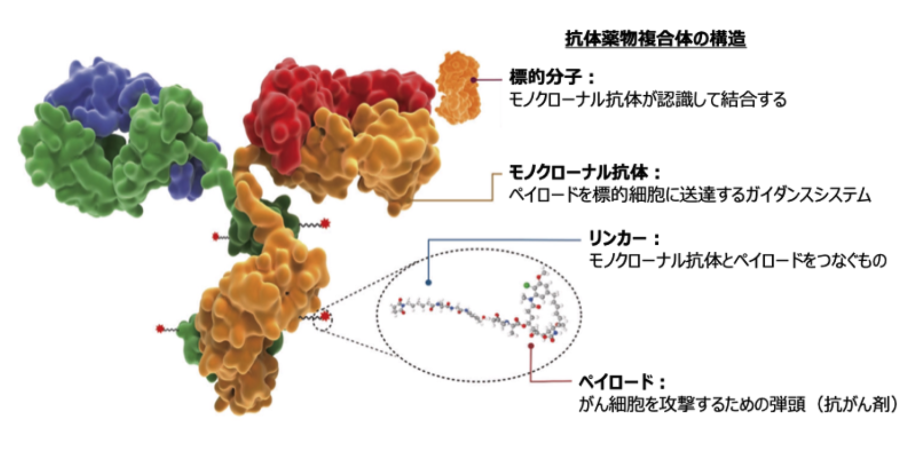 【特集】抗Trop-2抗体薬物複合体サシツズマブ ゴビテカンがTNBCで承認