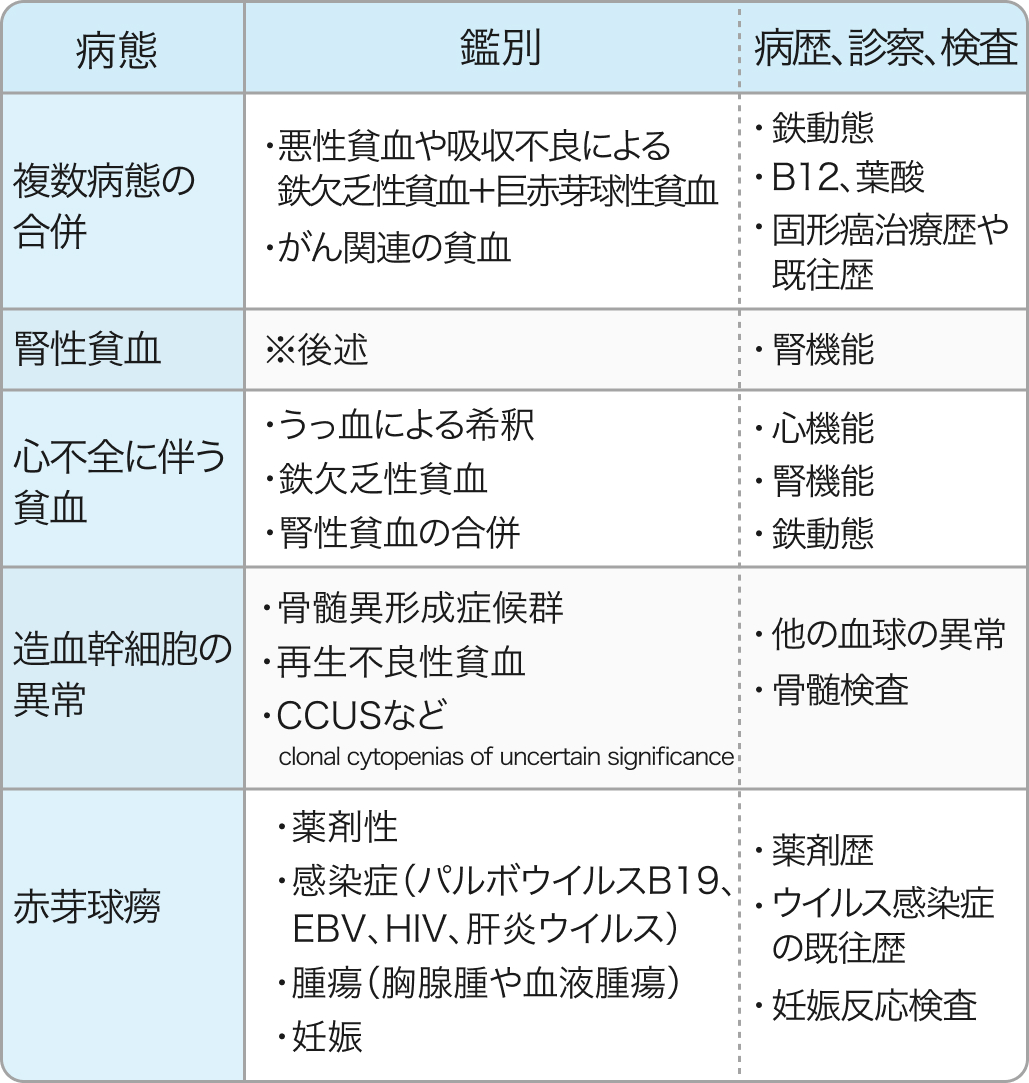 【最終回】貧血マネジメント⑥ ｢正球性貧血｣ (聖路加 藤野先生)