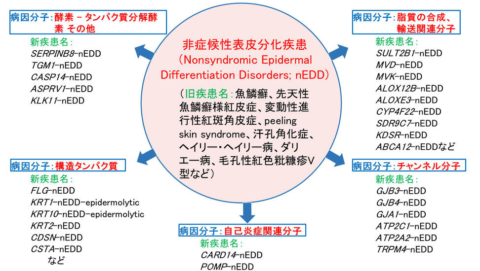 遺伝性角化症の国際病名が包括的改訂､ ｢魚鱗癬｣  ｢道化師様｣ 等は廃止へ