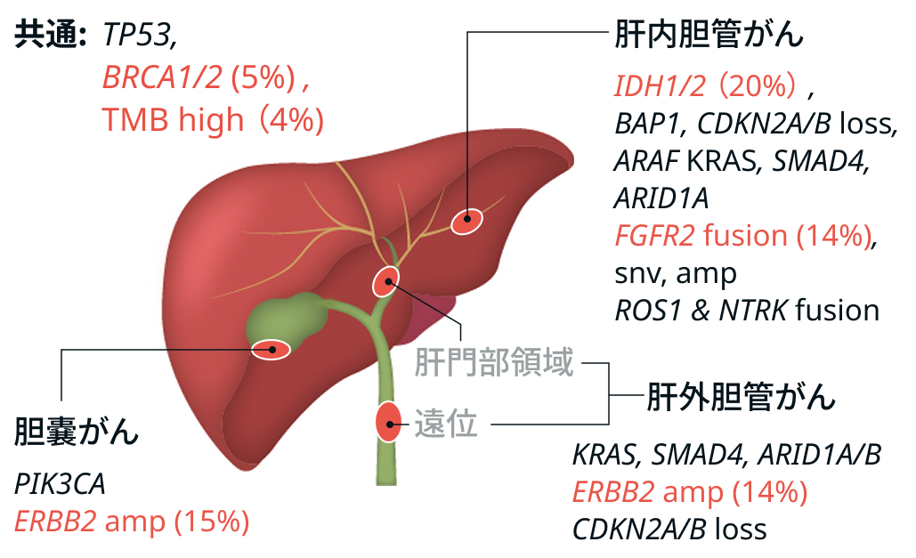 胆膵がん遺伝子パネル検査を行う意義は?