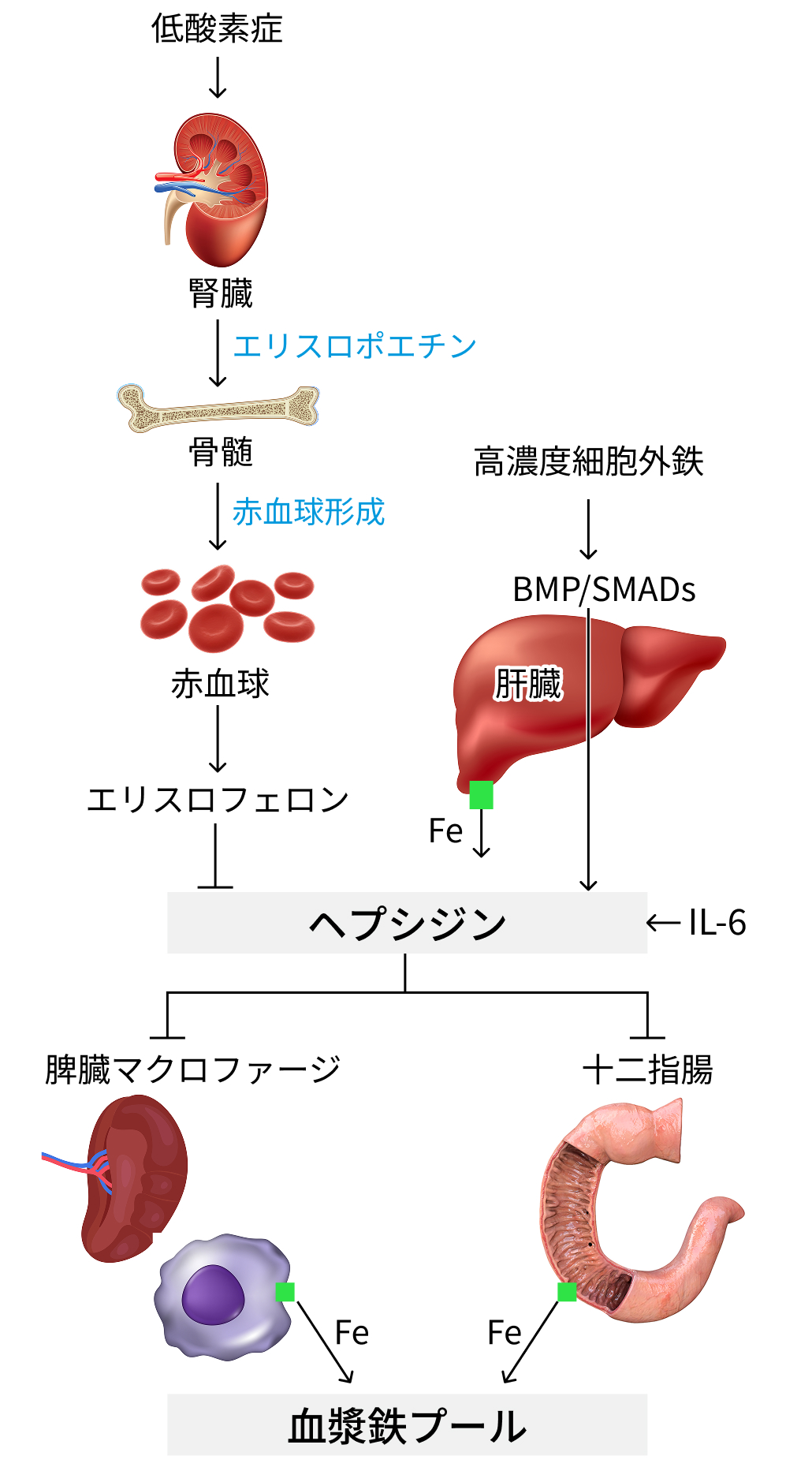 【要点】鉄欠乏性貧血を正しく診療する (淀川キリスト教病院血液内科 垣内誠司先生)