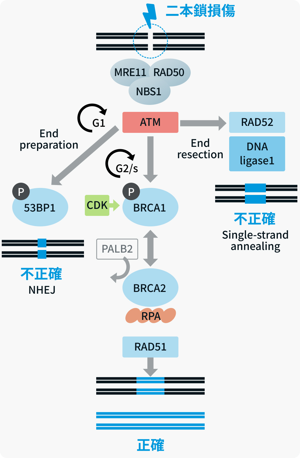 【専門医解説】BRCAと前立腺癌 (田代康次郎先生) 