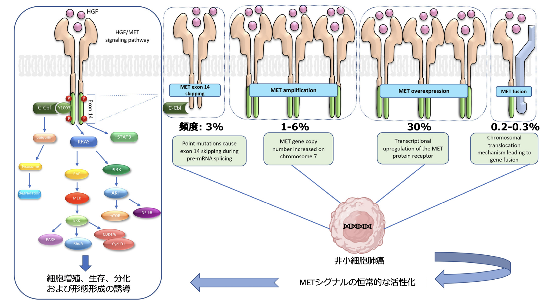 【注目キーワード】治療開発進む ｢MET遺伝子exon14スキッピング変異｣