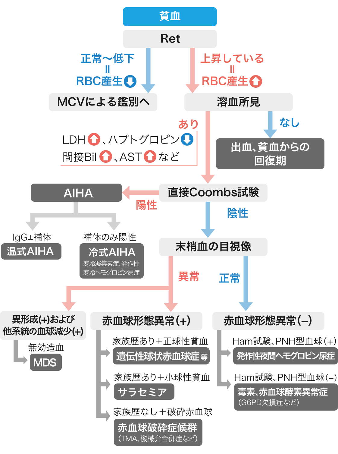 【もう迷わない！】貧血のマネジメント総論 (聖路加国際病院血液内科 藤野貴久先生)