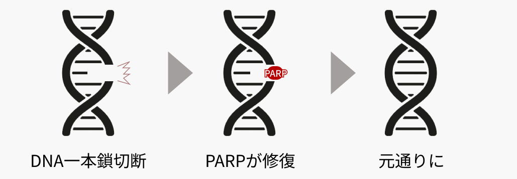 【解説】PARP阻害薬 + ARSIのシナジー効果 (日本泌尿器科学会 アップデートシリーズより)