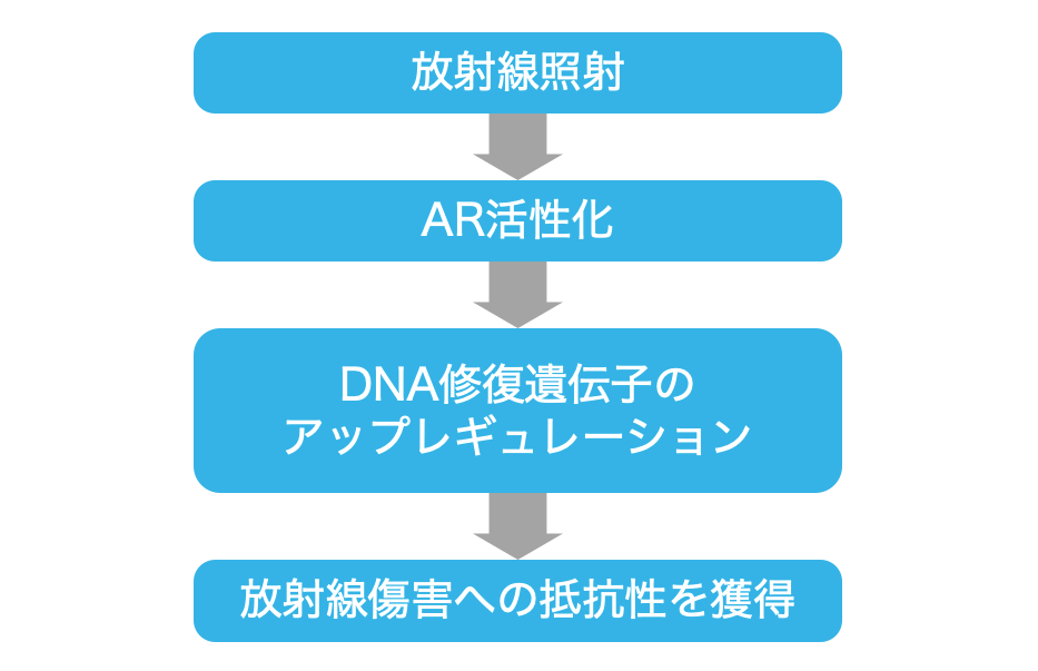 【解説】PARP阻害薬 + ARSIのシナジー効果 (日本泌尿器科学会 アップデートシリーズより)